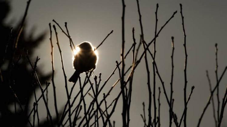 Ein Haussperling zeichnet sich vor der Sonne ab. Der Naturschutzbund NABU lud zur Vogelzählung ein. Teilnehmer sollten eine Stunde lang alle Vögel notieren, die sie beim Blick in den Garten oder von einer Parkbank aus entdecken konnten.  
