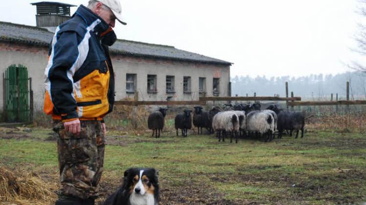 Erhard Meyer und sein Hütehund „Kalle“ gestern Mittag mit dem Rest der Schafherde auf dem Grundstück. 