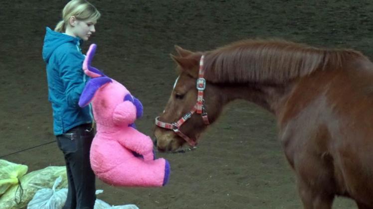 Sarina Hahn übt mit Borobar. Das Pferd braucht keine Angst vor dem Plüschtier zu haben.