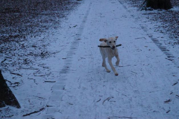 Freudig rennt  die fünfmonatige Hündin Abby durch den Schnee. 