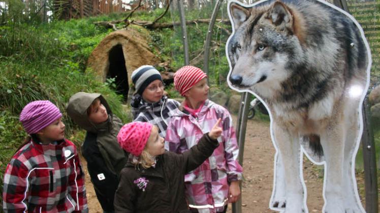 Bei Wolfswanderungen gibt es viel zu entdecken.  