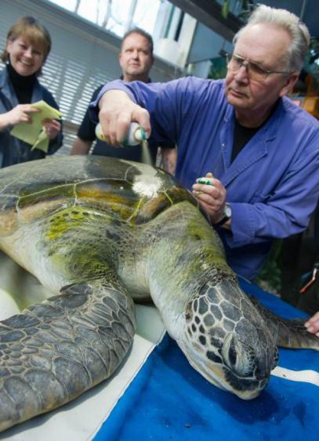 Tierarzt Dr. Dieter Göbel untersucht  im Meeresmuseum  Stralsund  eine 31 Jahre alte Suppenschildkröte. 