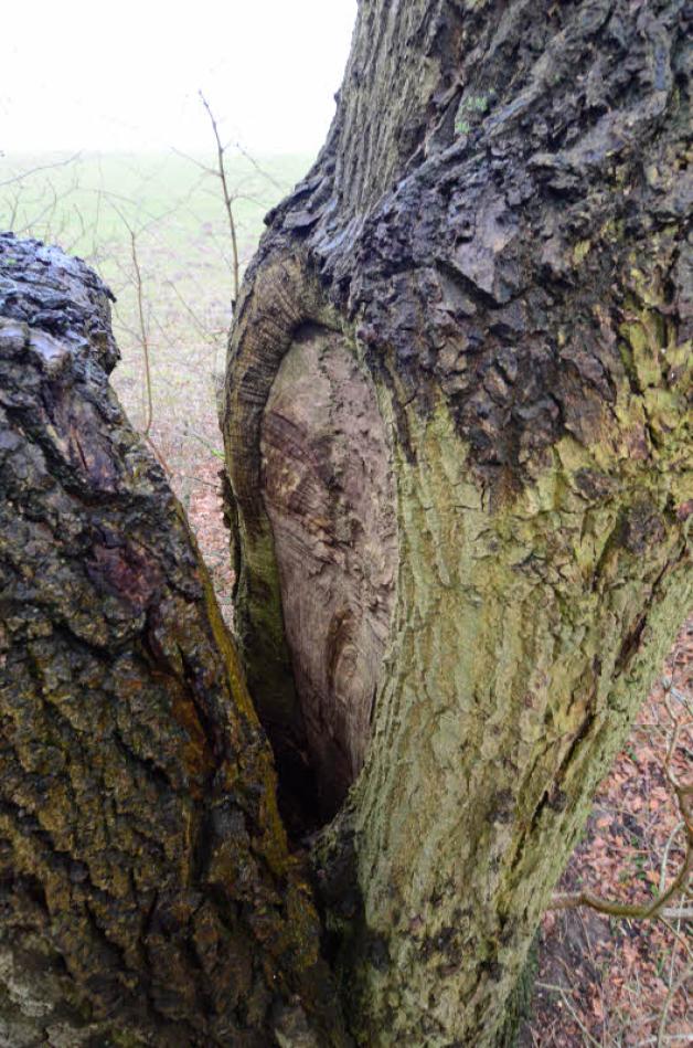 Krembz lässt seine Allee pflegen SVZ