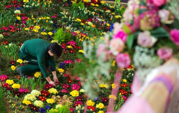 Die Blumenschau ist der Hingucker auf dem Rostocker Messegelände: Eine Gärtnerin der Firma Alpina pflanzt Frühblüher.