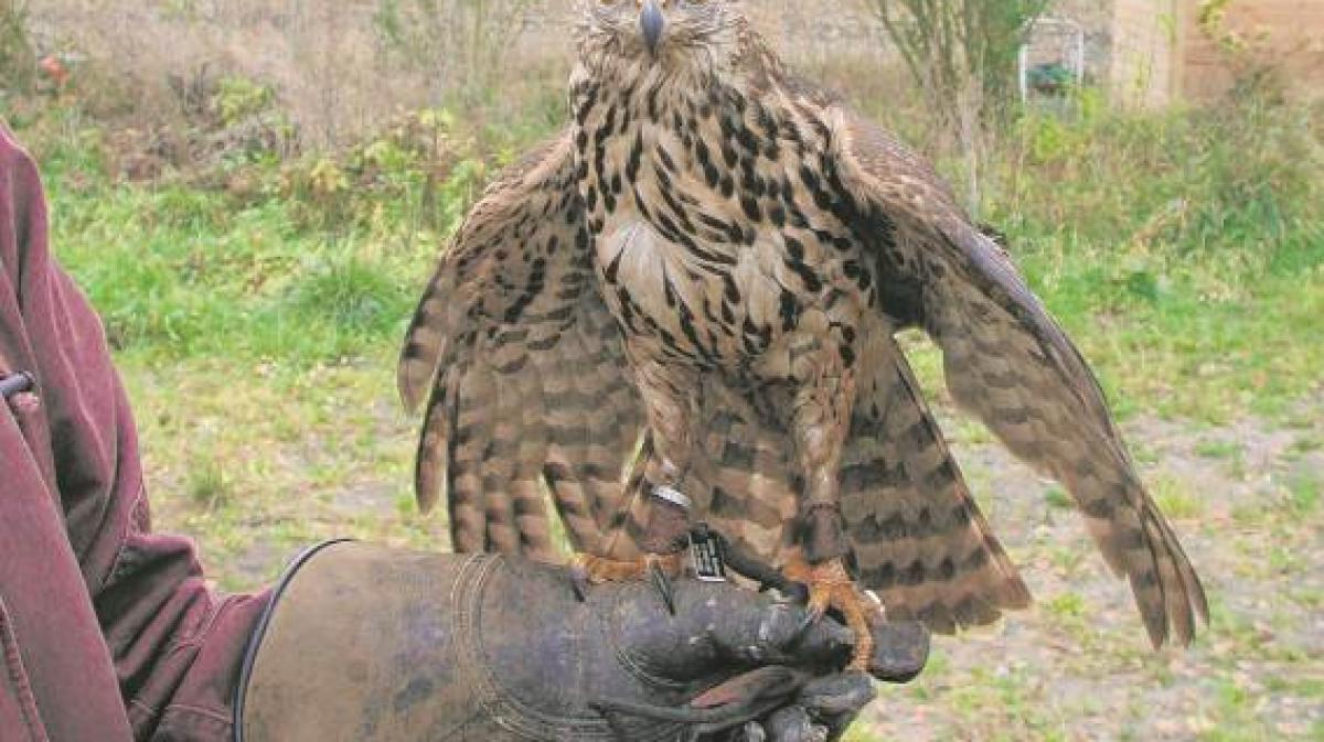 Der Habicht schlug bei uns im Garten zu