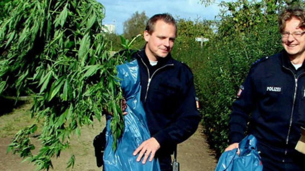 Polizei erntet Hanf im Garten einer Rentnerin SHZ