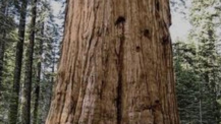 Der General-Sherman-Tree: Das Original steht im Sequoia-  Nationalpark im US-Bundesstaat Kalifornien. Neal Parish, Oakland, CA