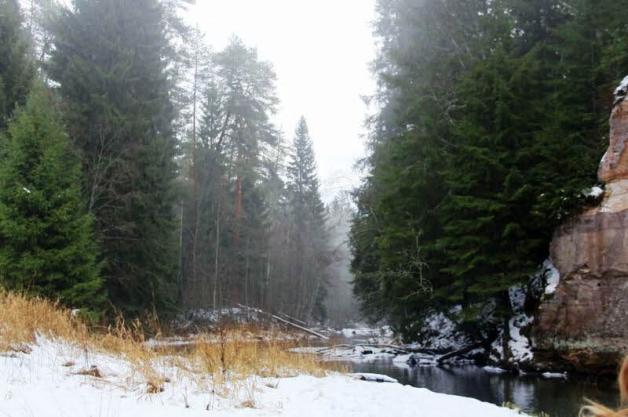 Taevaskoja zählt zu den schönsten Wäldern Estlands 