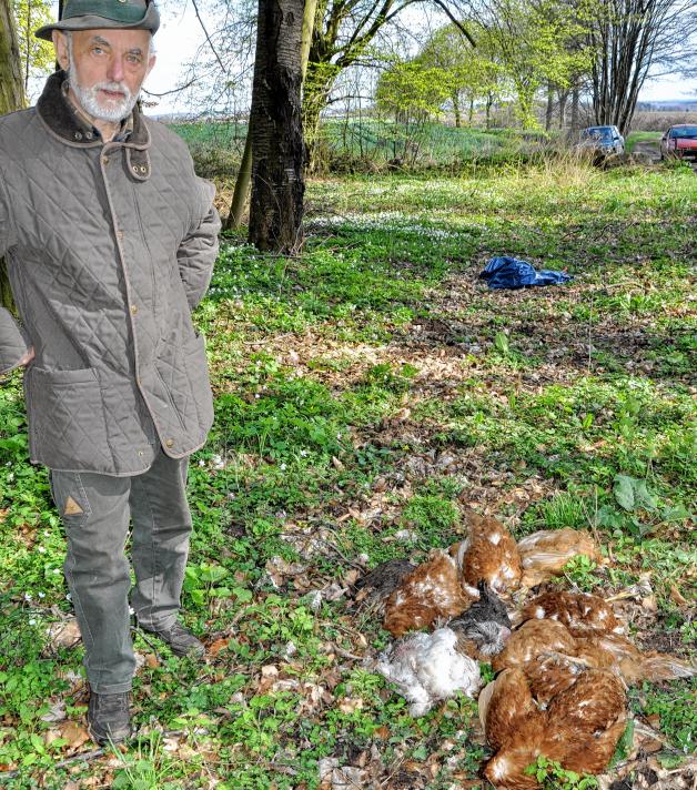 Erald Papendorf fand diese  toten Hühner im Wald bei Steinhagen. „So etwas habe ich noch nicht erlebt“, sagt der Jäger. 