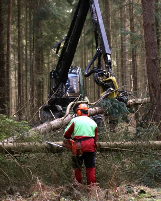 67 000 Festmeter Holz sind den Stürmen  „Christian“ und „Xaver“ im Herbst 2013 zum Opfer gefallen. 