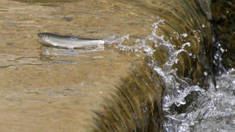 Springender Fisch Hochsprung für Fische