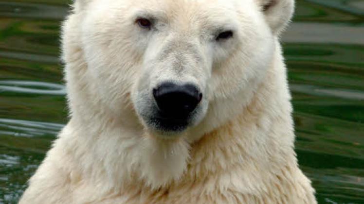 Eisbär Churchill – so war er im Rostocker Zoo zu erleben. 