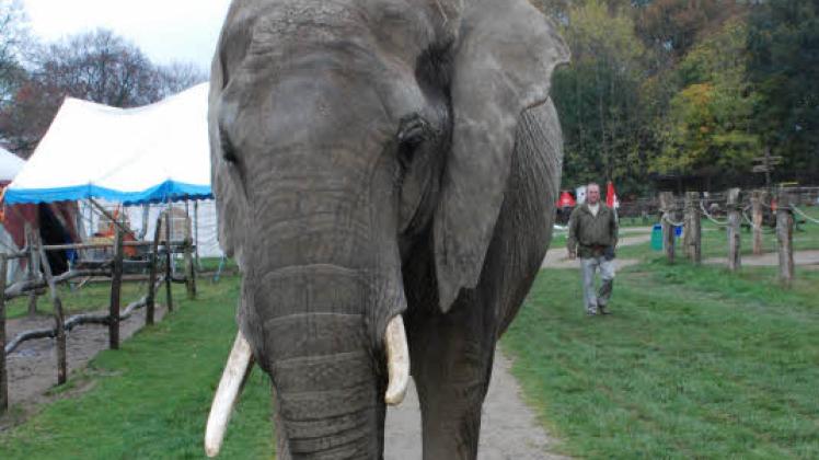 Die zehn Dickhäuter, die auf dem Elefantenhof zu Hause sind, können es kaum noch erwarten. Fotos: Wolfried Pätzold 