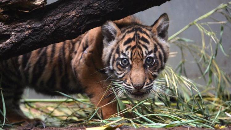 Tiger ernähren sich überwiegend von großen Säugetieren, sie mögen Hirsche und Wildschweine.  