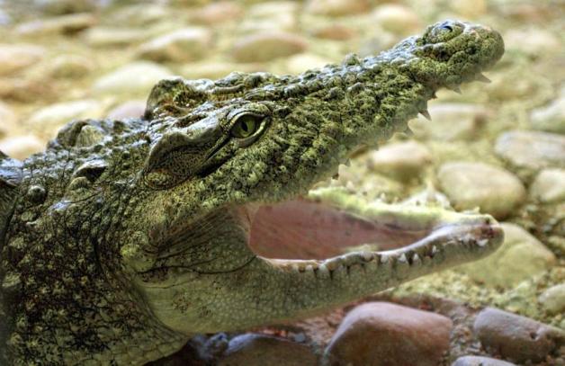 Krokodile sind vor allem Fleischfresser. Große Tiere attackieren alles, was sie erreichen können. Krokodile sind vor allem Fleischfresser. Große Tiere attackieren alles, was sie erreichen können.
