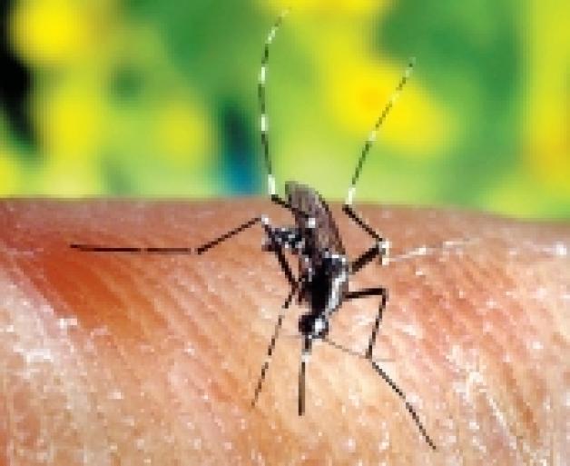 Anophelesmückenübertragen Malaria. Nach dem Stich sterben  jährlich viele Menschen weltweit.  