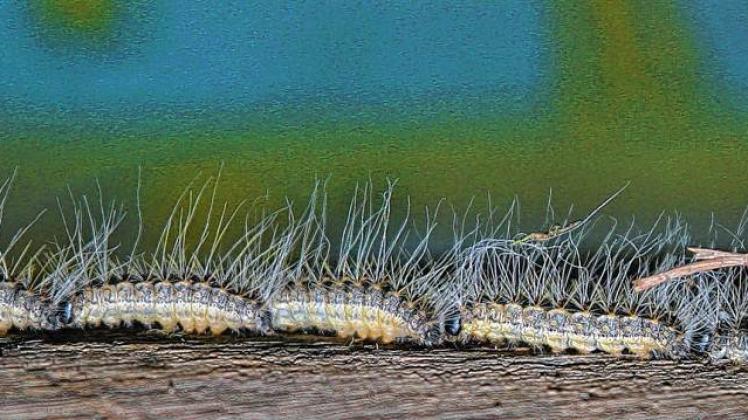 In der Prignitz unterwegs: Seine Brennhaare machen den Forstschädling so gefährlich. Sie lösen Allergien aus. In der Prignitz unterwegs: Seine Brennhaare machen den Forstschädling so gefährlich. Sie lösen Allergien aus.