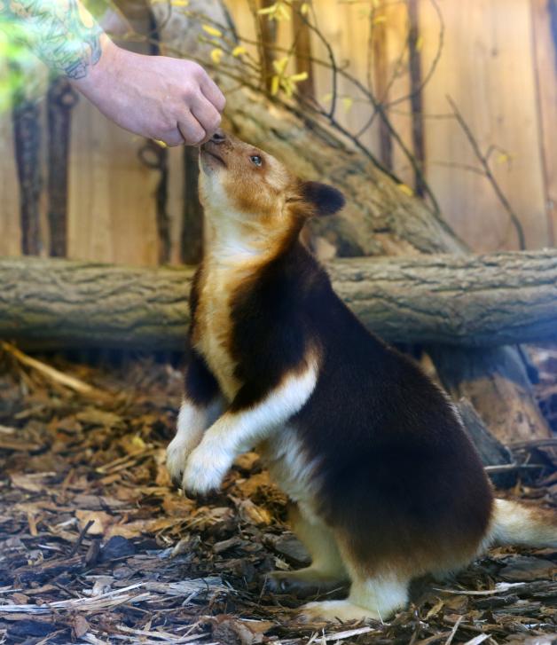 Neue Heimstätte für Baumkängurus im Zoo Rostock