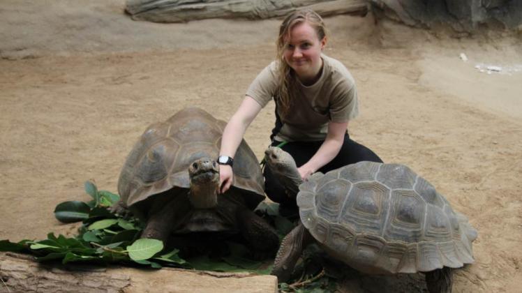 Die Galápagos-Riesenschildkröten begrüßen die Radler im Darwineum: Täglich bekommen sie eine Schmuse-Einheit von Tierpflegerin Jana Wohlfahrt.
