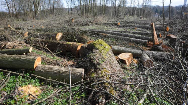 Trauriges Bild: In Zippendorf wurden reihenweise Bäume gefällt. Das war illegal, sagen die Behörden.  