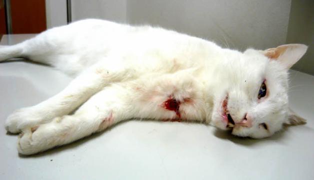 Gewaltsames Ende einer Jagd: Diese Katze gibt mehr als 200 Meter von irgendwelchen Häusern entfernt auf die Jagd. Dabei wurde sie von einem Jäger erschossen. Gewaltsames Ende einer Jagd: Diese Katze gibt mehr als 200 Meter von irgendwelchen Häusern entfernt auf die Jagd. Dabei wurde sie von einem Jäger erschossen.
