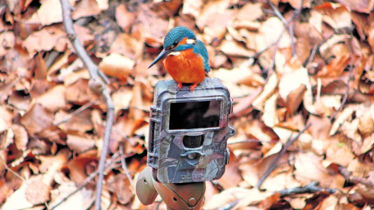 Unbeobachtet:  Als  Rastplatz hat sich der Eisvogel ausgerechnet   eine  Fotofalle für Wildtiere ausgesucht.  
