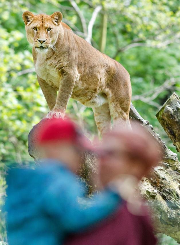 Hat die Besucher im Blick: eine Löwendame im Rostocker Zoo   