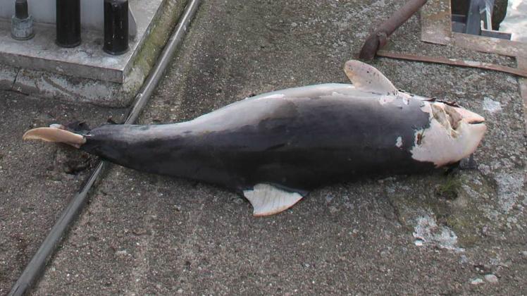 Woran der Schweinswal starb, ist noch unklar. 