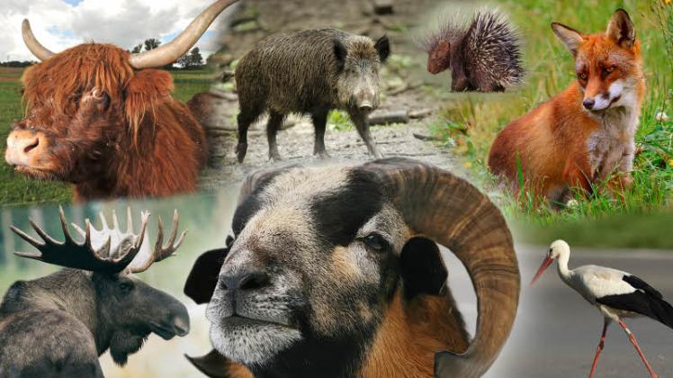 Ob Stachelschwein, Elchbulle oder Storch – viele Tiere fühlen sich scheinbar in Mecklenburg-Vorpommern wohl.  Collage: schröter 