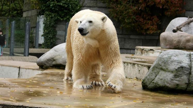 Eisbär Lars ist für viele Besucher des Rostocker Zoos  das Lieblingstier.  Er soll auch ins Polarium einziehen. 