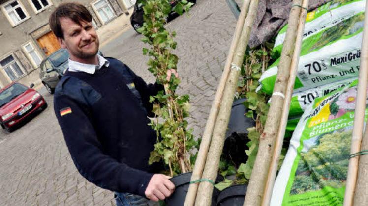 Gingo-Bäume  und Efeu für den Pferdemarkt hat Vereinschef Gottfried Hägele schon am zurückliegenden Wochenende von einer Baumschule geholt.  