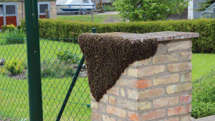 Bienenschwarm am Pfeiler.