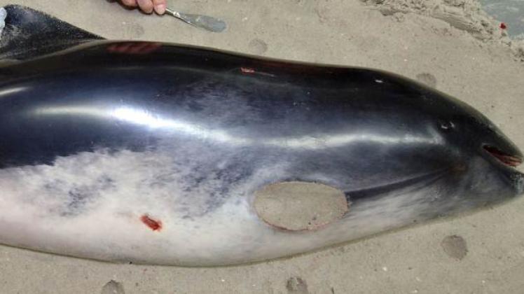 Der vom Aussterben bedrohte Ostseeschweinswal endet oft als ungewollter Beifang.   