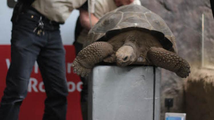 Vermessen und gewogen: Die Tierpfleger Detlef Grafunder (l.) und Achim Wroblewski  haben die Riesenschildkröten untersucht.  Fotos:  josefine rosse 