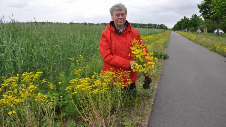 Helga Karp am Radweg bei Fahrbinde: Die gelbe Blütenpracht sieht die Pferdehalterin voller Sorge. Denn die Vierbeiner vertragen das Jacobskreuzkraut nicht. 