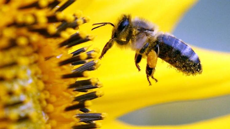 Bienen haben wir unser Ökosystem viele wichtige Aufgaben.