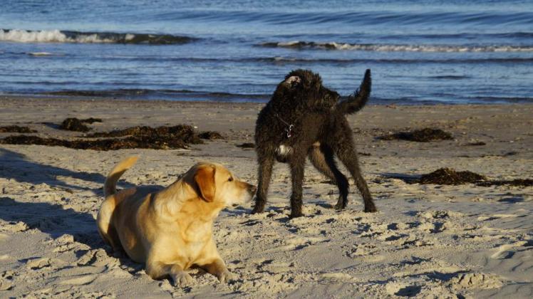 Auch Hunde spielen gern am Strand. In Markgrafenheide haben sie keine Chance dazu. Die Bürgerschaft hat den Antrag zum Unverständnis des Beirates und vieler anderer abgelehnt.  