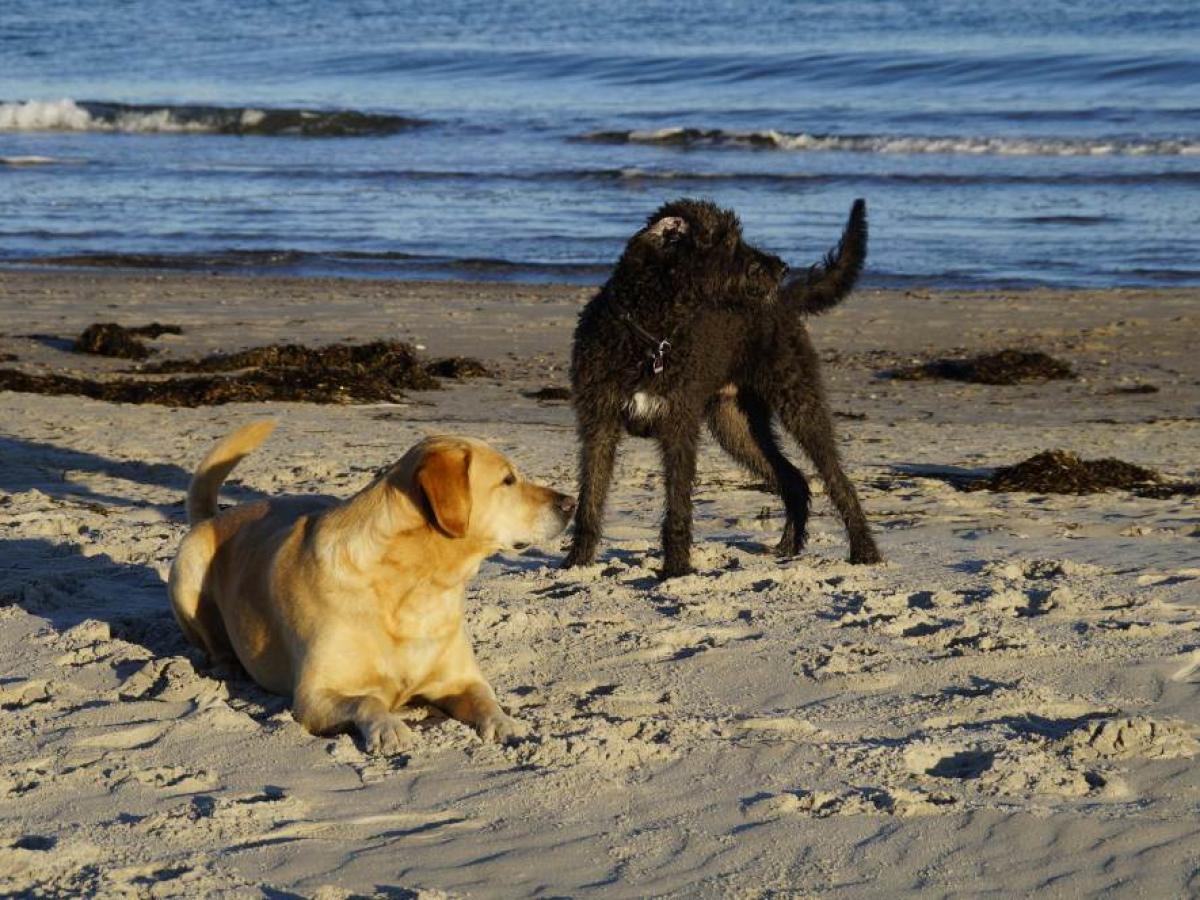 Hundestrand ist abgelehnt | NNN