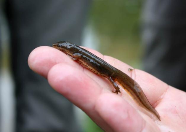 Der Teichmolch ist in den Teich-Landschaften des Öfteren anzutreffen. Der Teichmolch ist in den Teich-Landschaften des Öfteren anzutreffen.