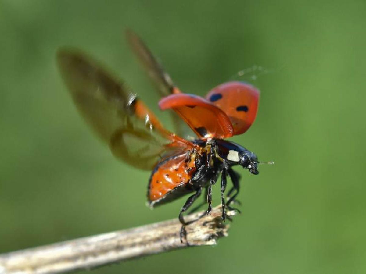 Marienkäfer fliegt