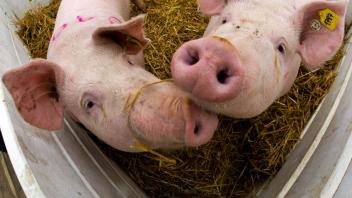 In Gefahr: Der letzte Pestzug in den 90er Jahren raffte in MV hunderttausende Schweine dahin. 