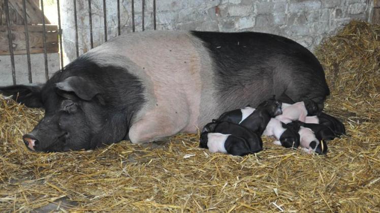 Ferkel-Mama Berta ist noch ganz geschafft: Elf kleine Schweinchen hat sie zur Welt gebracht. 