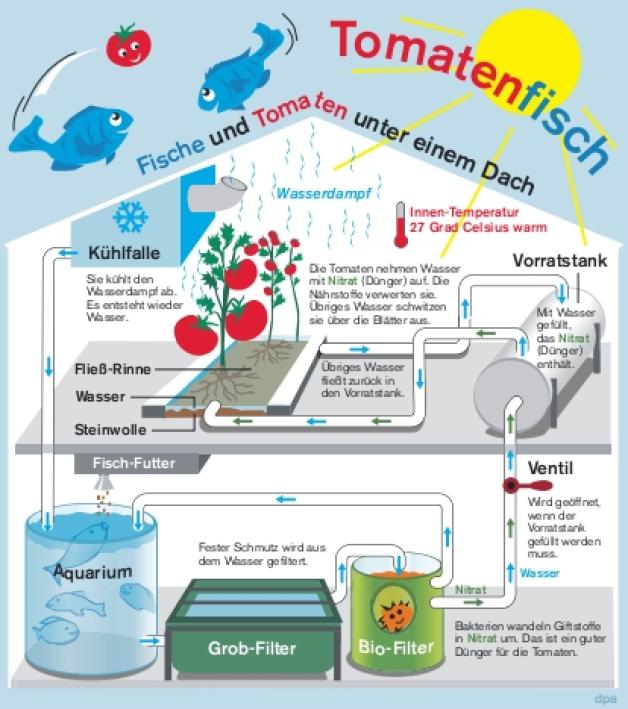 palmen gieen und dngen Palmen Dnger flssig 1 Liter Konzentrat
