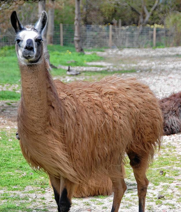 Das Alpaka stammt ursprünglich aus den südamerikanischen Anden.