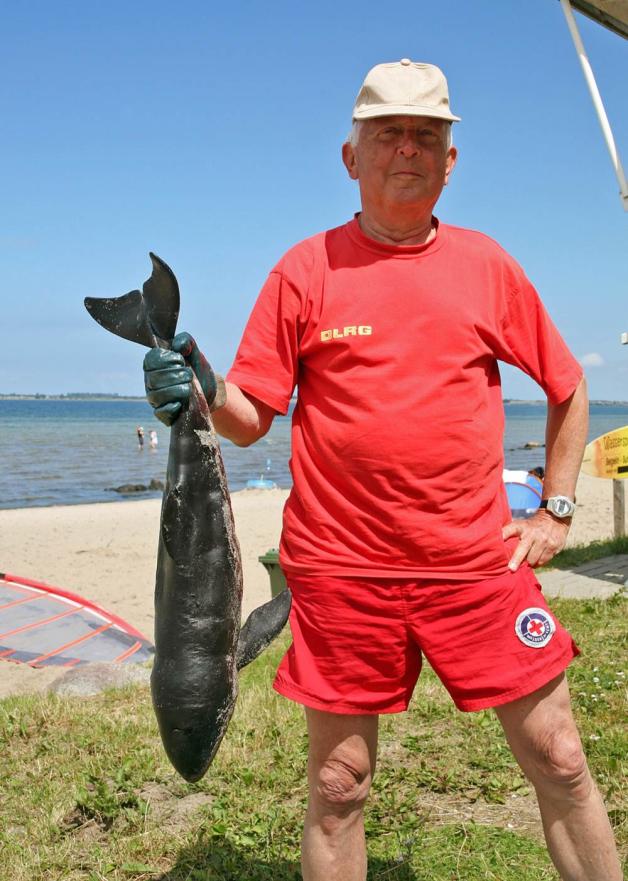 DLRG-Wachführer Christian Schmatze mit dem toten Schweinswal-Baby, das ausgewachsen gut   1,40 Meter Länge erreichen kann.  