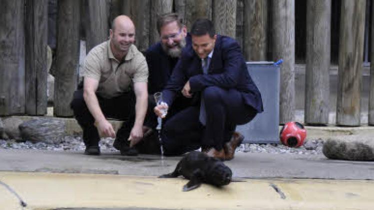 Genug vom Wasser: Seebärenbaby Ole flüchtet vor der Dusche. Die Taufe mit Tierpfleger Lars Purbst, Zoochef Udo Nagel und Eurawasser-Chef Robert Ristow ist dennoch geglückt.  