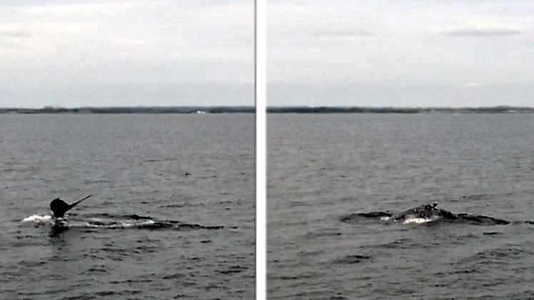 Nahe des  Leuchtturms Kalkgrund der Ostsee wurden  von der Besatzung des Zollschiffes „Holnis“  zwei Buckelwale gesichtet. 