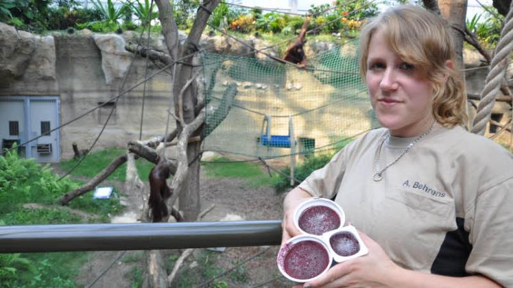 Mit gefrorenem Saft kann Tierpflegerin Anna Behrens den Orang-Utans eine Freude machen. Genau wie viele Menschen empfinden sie ein leckeres Eis als Erfrischung. 