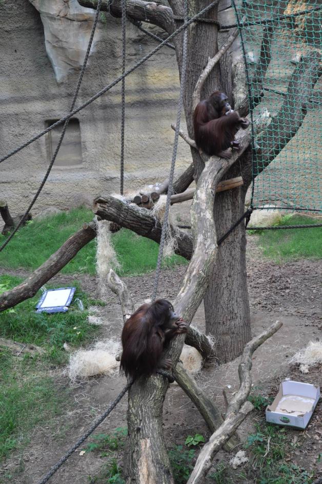 Die Orang-Utans im Darwineum gönnen sich ein Eis. 