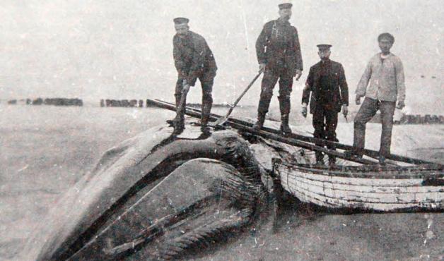 Abwechslung im eintönigen Alltag: Soldaten lösen 1918 aus einem angetriebenen Wal die Speckschwarte. 